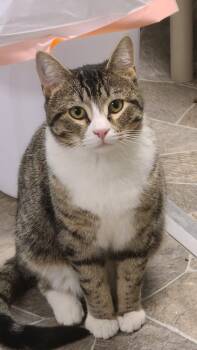 Rescue Domestic Short Hair Cats for Adoption in Albany, New York - Jagger | PetCurious
