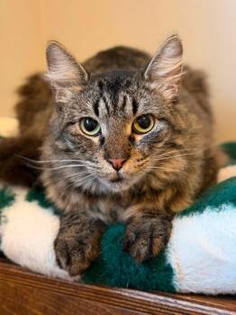 MiniChurro -  Domestic Medium Hair Cat for Adoption in Houston, Texas - MiniChurro | PetCurious