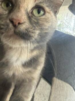 Calico and Domestic Short Hair Cats Available for Adoption in Deltona, Florida - Maple | PetCurious