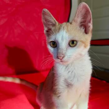 Hunter -  Domestic Short Hair Cat for Adoption in Houston, Texas - Hunter | PetCurious