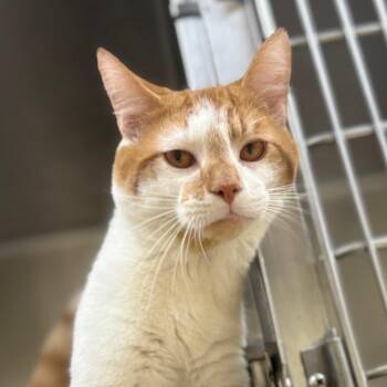 Moco -  Domestic Short Hair Cat for Adoption in Winston-salem, North Carolina - Moco | PetCurious