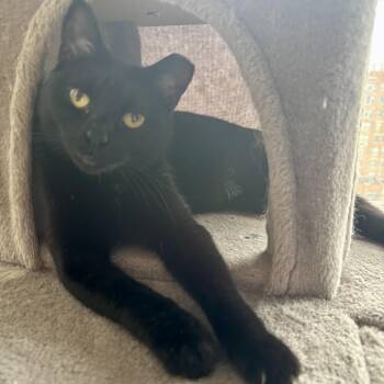 Heiress -  Domestic Short Hair Cat for Adoption in Chicago, Illinois - Heiress | PetCurious