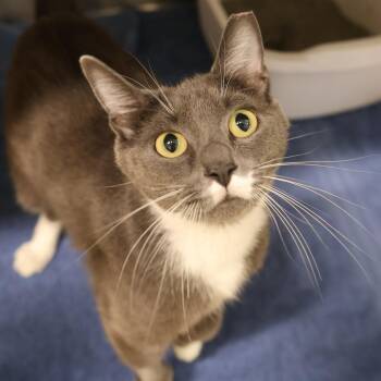 Domestic Short Hair Cats Available for Adoption in Briarcliff Manor, New York - Sylvie | PetCurious
