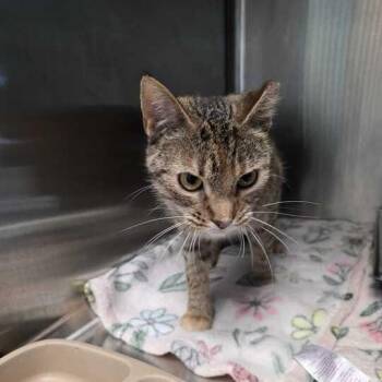 Frog Lawyer -  Domestic Short Hair Cat for Adoption in Davenport, Iowa - Frog Lawyer | PetCurious