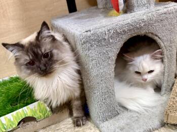 Ragdoll Cats Available for Adoption - Nina 4.1.20 & Luna 4.1.21 | PetCurious