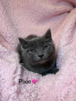 Domestic Short Hair Cats Available for Adoption in Copley, Ohio - Pixie | PetCurious