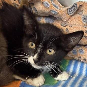 Keller -  Domestic Short Hair Cat for Adoption in Los Angeles, California - Keller | PetCurious