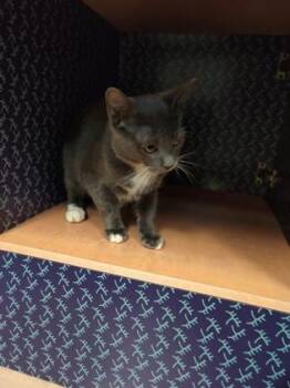 Faith -  Domestic Short Hair Cat for Adoption in Richmond, Virginia - Faith | PetCurious