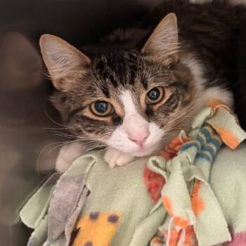 Domestic Long Hair Cats Available for Adoption in Brockton, Massachusetts - Riot | PetCurious