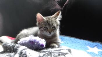 Harold -  Domestic Short Hair Cat for Adoption in Chesapeake Beach, Maryland - Harold | PetCurious