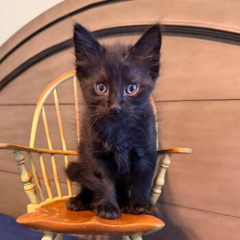 Domestic Short Hair Cats Available for Adoption - Lily | PetCurious
