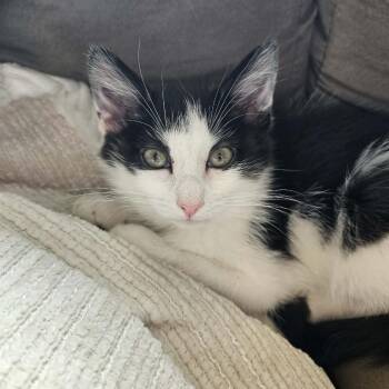 Cinder Murphy -  Domestic Medium Hair Cat for Adoption in Eagle Mountain, Utah - Cinder Murphy | PetCurious