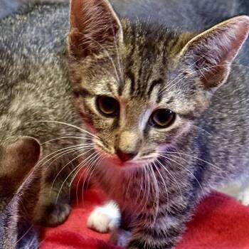 Smithers -  Domestic Short Hair Cat for Adoption - Smithers | PetCurious