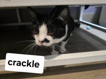 Crackle -  Domestic Short Hair Cat for Adoption in Vancouver, Washington - Crackle | PetCurious