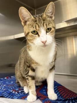 CHANEL -  Domestic Short Hair Cat for Adoption in Houston, Texas - CHANEL | PetCurious
