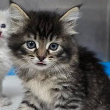Fuzzball -  Domestic Long Hair and Domestic Short Hair Cat for Adoption in Fort Collins, Colorado - Fuzzball | PetCurious