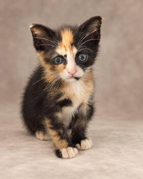 Cherry Pie -  Calico Cat for Adoption in Miami, Florida - Cherry Pie | PetCurious