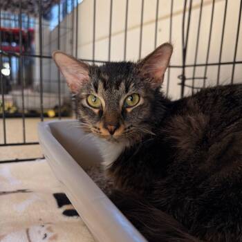 Domestic Medium Hair Cats Available for Adoption - Mashed Potatoes | PetCurious