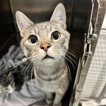 Sawyer -  Domestic Short Hair Cat for Adoption in Chattanooga, Tennessee - Sawyer | PetCurious