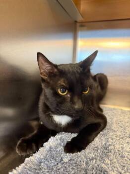 Gregory -  Domestic Short Hair Cat for Adoption in Wilmington, North Carolina - Gregory | PetCurious