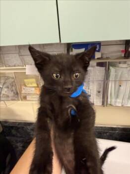*ESPRESSO -  Domestic Short Hair Cat for Adoption in Woodland, California - *ESPRESSO | PetCurious