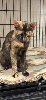 Rescue American Shorthair Cats for Adoption in Perry, Georgia - Hallie "Mommy Cat" | PetCurious