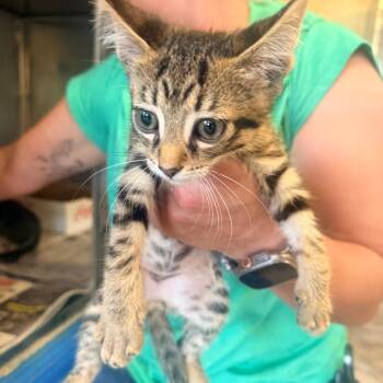 Whirl -  Domestic Short Hair Cat for Adoption in Corinth, Mississippi - Whirl | PetCurious