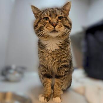 Harry -  Domestic Short Hair Cat for Adoption in Pittsburgh, Pennsylvania - Harry | PetCurious