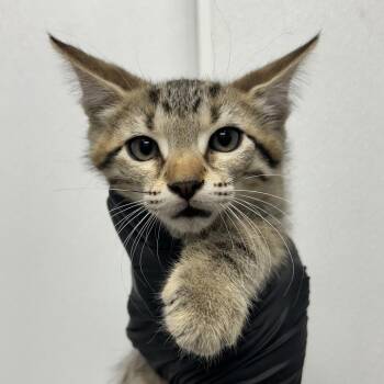 Tamale -  Domestic Short Hair Cat for Adoption in Abilene, Texas - Tamale | PetCurious