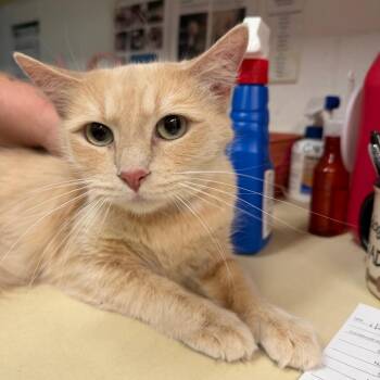 Domestic Medium Hair Cats Available for Adoption - Freki | PetCurious