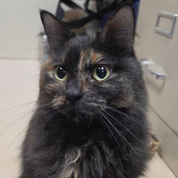 Seze -  Domestic Long Hair Cat for Adoption in Plover, Wisconsin - Seze | PetCurious