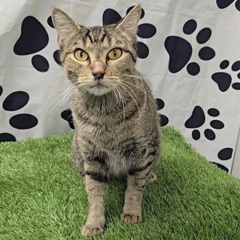 Rescue Domestic Short Hair Cats for Adoption in Wylie, Texas - A010474 | PetCurious