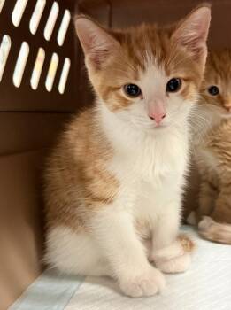 Hashbrown -  Domestic Short Hair Cat for Adoption in Trenton, New Jersey - Hashbrown | PetCurious