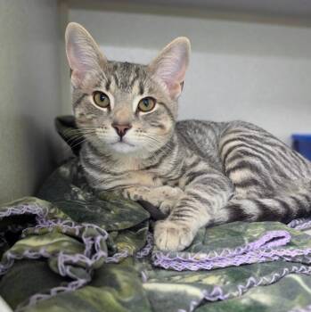 Hercules -  Domestic Short Hair Cat for Adoption in Bloomington, Indiana - Hercules | PetCurious