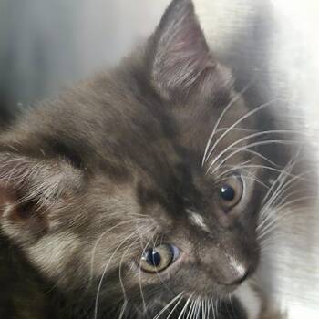 Domestic Long Hair Cats Available for Adoption in Kingman, Kansas - Billie | PetCurious