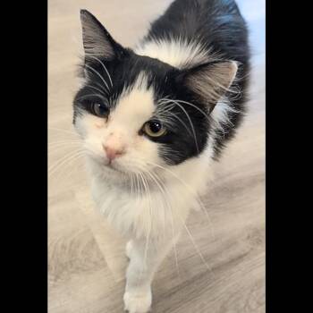 Domestic Medium Hair Cats Available for Adoption in Pleasant Hill, California - Stewey | PetCurious