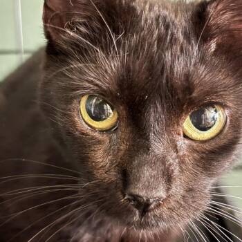 Nera -  Domestic Short Hair Cat Available for Adoption in Johnstown, Pennsylvania - Nera | PetCurious