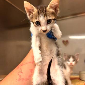 EACS-Stray-199640_2 -  Domestic Medium Hair Cat for Adoption in Edinburg, Texas - EACS-Stray-199640_2 | PetCurious