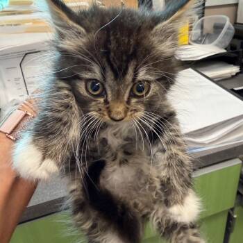 Ferb -  Domestic Long Hair Cat for Adoption in Norman, Oklahoma - Ferb | PetCurious