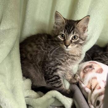 Tinissa -  Domestic Long Hair Cat for Adoption in Enfield, New Hampshire - Tinissa | PetCurious
