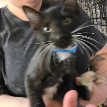 Wilkinson 2 -  American Shorthair Cat for Adoption in Melrose, Florida - Wilkinson 2 | PetCurious