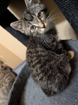 Beckham -  Domestic Short Hair and Tabby Cat for Adoption in Westfield, Wisconsin - Beckham | PetCurious