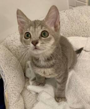 Zola -  Domestic Short Hair Cat for Adoption in Zephyrhills, Florida - Zola | PetCurious