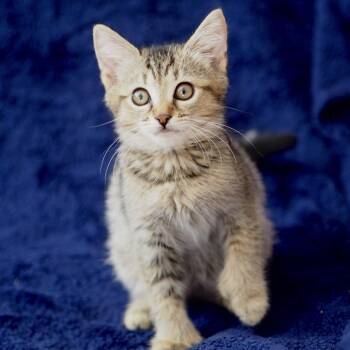 Fresca -  Domestic Medium Hair Cat for Adoption in Brockton, Massachusetts - Fresca | PetCurious
