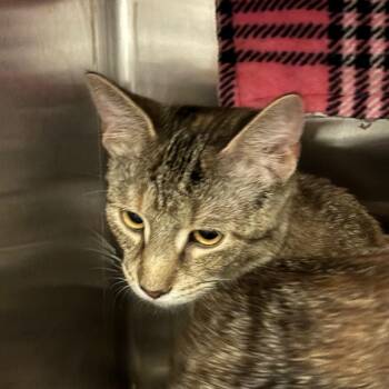 Penelope -  Domestic Short Hair Cat for Adoption in Council Bluffs, Iowa - Penelope | PetCurious