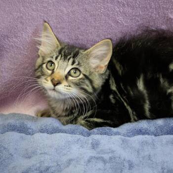 Lenny -  Domestic Long Hair Cat for Adoption in Versailles, Kentucky - Lenny | PetCurious