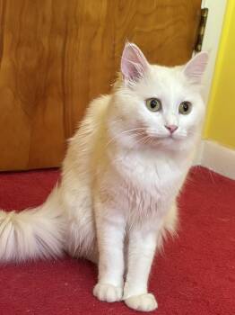 Randy (long hair, part Persian) -  Persian Cat for Adoption in Fairfax, Virginia - Randy (long Hair, Part Persian) | PetCurious