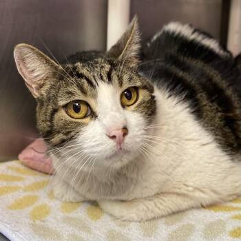 Domestic Short Hair Cats Available for Adoption in Palm Springs, California - Brando | PetCurious