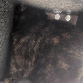 Ala Mode -  Domestic Short Hair Cat for Adoption in Charlottesville, Virginia - Ala Mode | PetCurious
