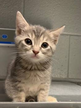 Faye -  Domestic Short Hair Cat for Adoption in Henderson, North Carolina - Faye | PetCurious